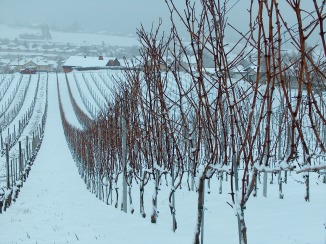 Vignobles de Bevaix